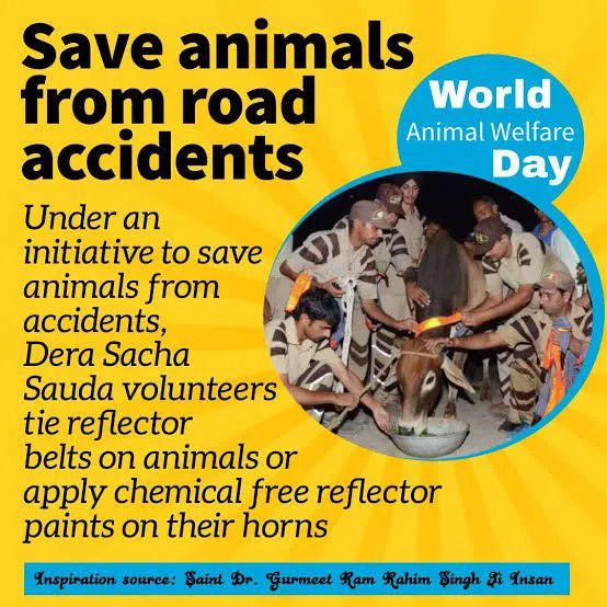 #CSKvsPBKS Dera Sacha Sauda volunteers tie reflectors on the neck and horns of stray animals to avoid road accidents inspired by Saint Dr Gurmeet Ram Rahim Singh Ji Insan.
#SafeRoadSaveLives #AnimalWelfare 
#AnimalCare #KindnessMatters