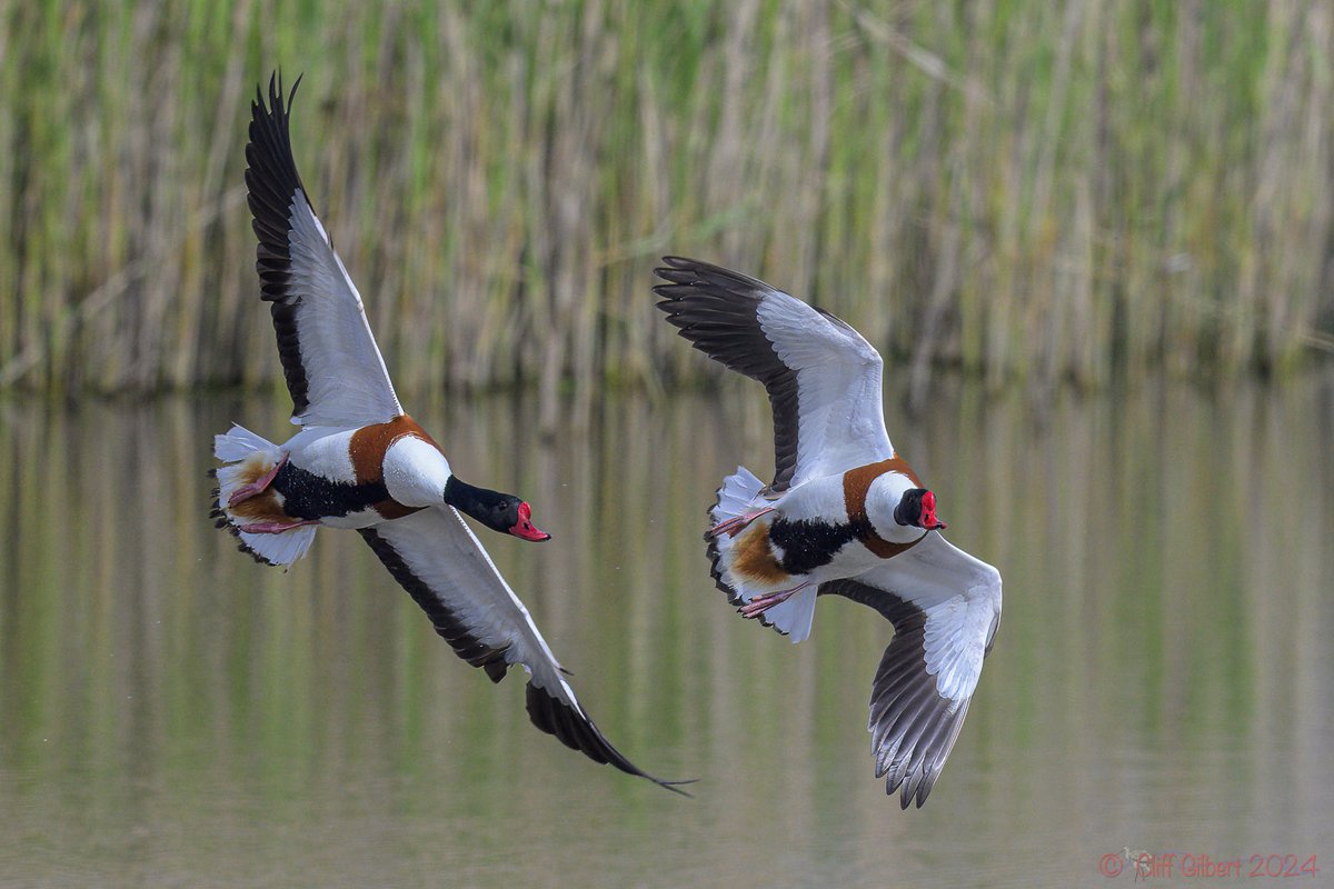 It seemed that one pair of Shelduck wanted the same bit of water as another pair, so plenty of displaying, calling and chasing ensued @WWTWelney today