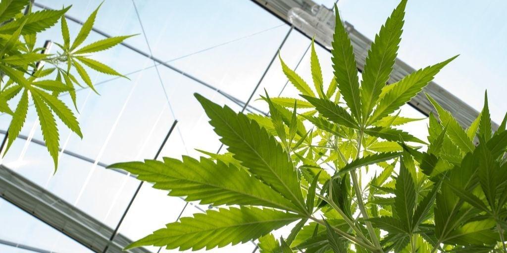 Cannabis industry views DEA news as a ‘positive step,’ but more work lies ahead crainscleveland.com/cannabis/canna…