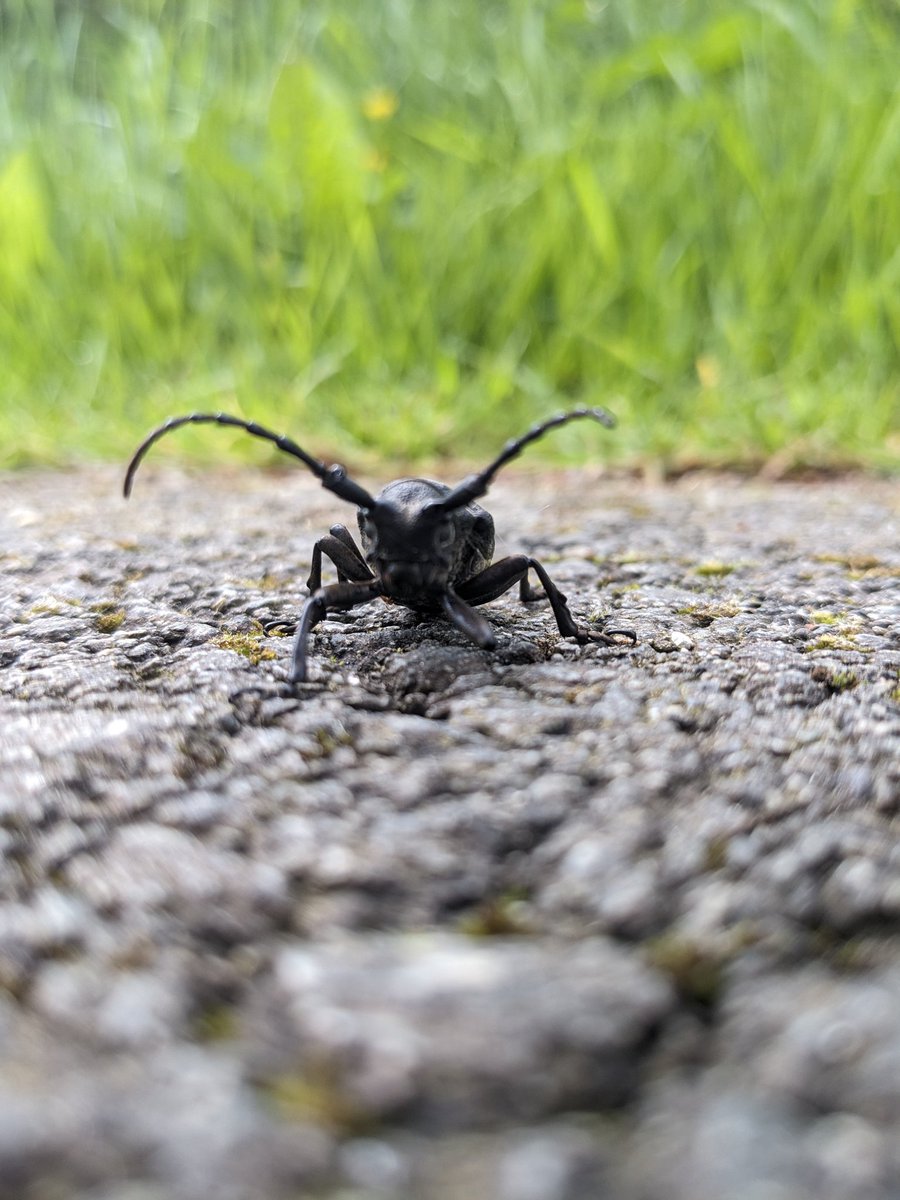 Oui, j'ai fait un stop pour un magnifique Lamia textor ( j'ai bon ? Je revenais de 15km assez hard, je tremblais un peu )) croisé et remis dans la verdure, car il était hs vu le troupeau de singuin qui arrivaient derrière ( d'ailleurs ils m'ont regardé bizarrement 🤔 )
#pixel5