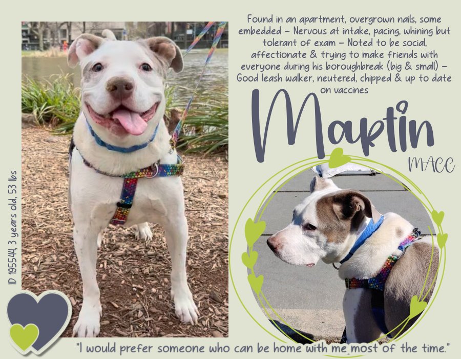 MARTIN #195544 is the sweetest,most affectionate,happy, inquisitive, loveable boy u will ever find! His amazing personality, constant good nature, will brighten your days if u save his precious life! PLZ #ADOPT #FOSTER OR #PLEDGE TO ATTRACT A RESCUE 🛟 #NYCACC PLZ HURRY ❤️