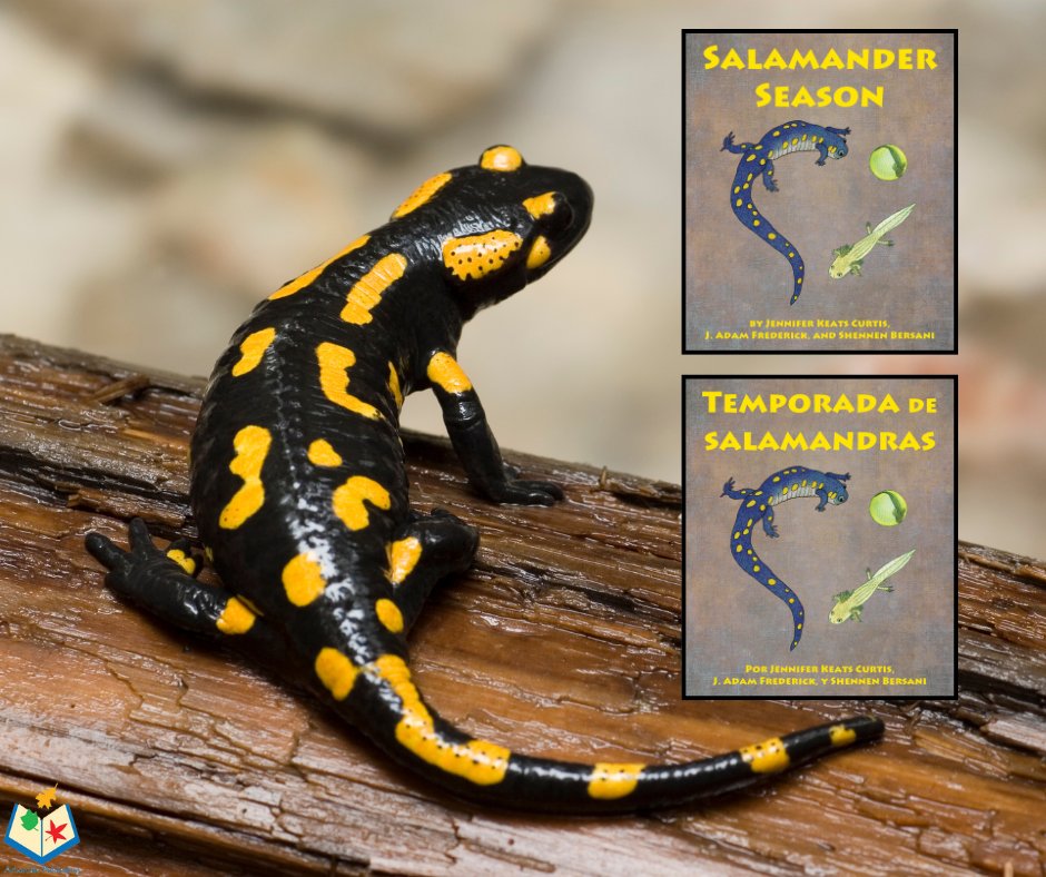 To celebrate the upcoming Amphibian Week, our Free eBook of the Month features Salamander Season! A father-child team track salamanders as they complete amphibian metamorphosis. bit.ly/2LV7h00 The paperback edition of Salamander Season is $5! bit.ly/4aUQiHj