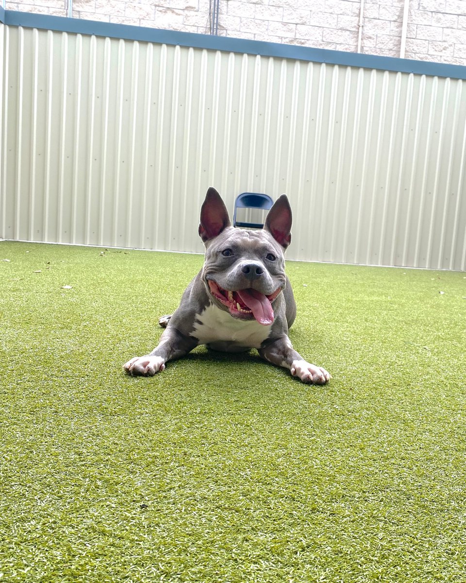 Zeus says it's a great day to play! 🐶 🐾
#dogdaycare #metroanimals #playallday #planotx #dogsofdallas #dallas #dogmomsoftexas