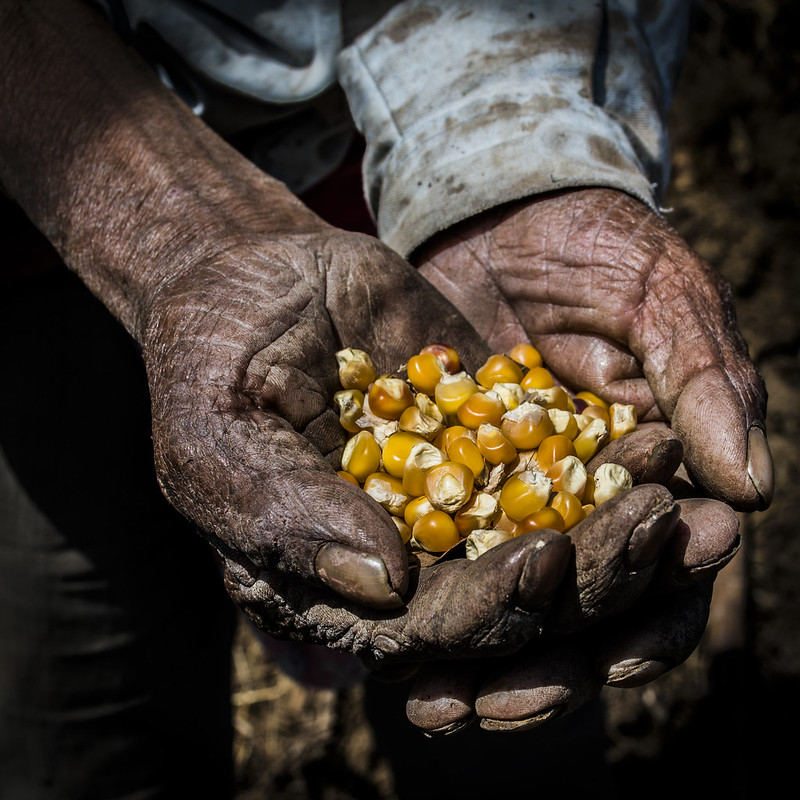 Today the world commemorates #InternationalLaborDay. Let us remember our commitment to the farmers. Every day, they work to provide food for everyone everywhere. @CIMMYT, we are determined to support them & make sure their effort is appreciated along the agrifood systems.