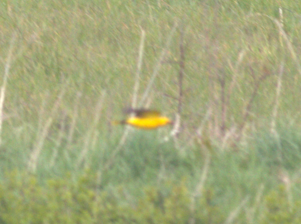 The Golden Oriole had the good grace to move closer to the #kilnsea garden; in fact, at one point it actually landed here (in the orchard), a first! Pics don't do it justice........one day I might learn how to use the camera properly 😬