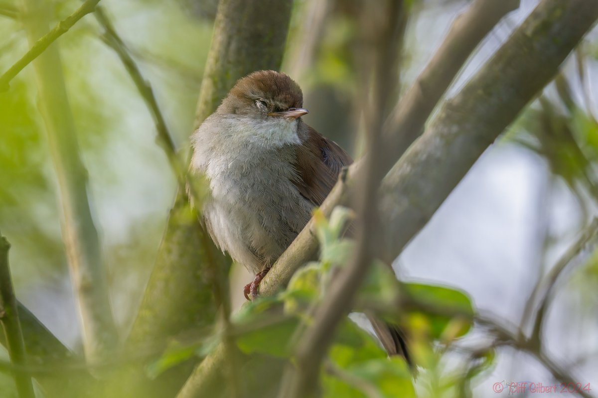 Its always a challenge to get a Cetti’s Warbler pic, but after a couple of bursts instead of flying off this one had a little snooze… @WWTWelney today