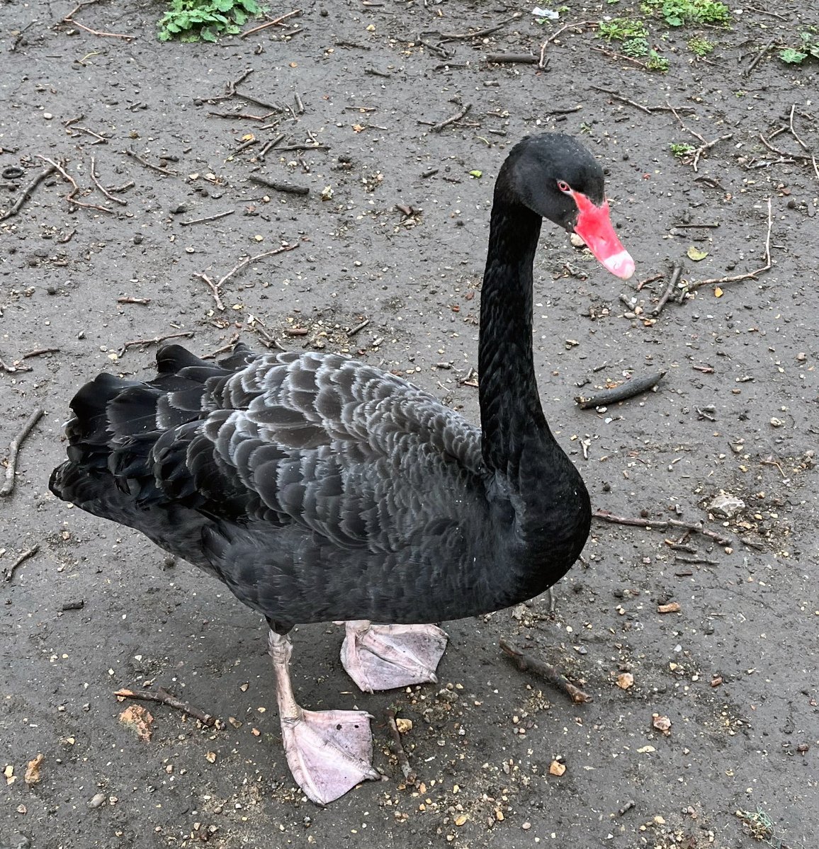 A friend found this fantastic #BlackSwan in St James's Park last weekend. I'm definitely heading off in search of more this weekend!

#ZeroRiskNovel #BlackSwanThriller