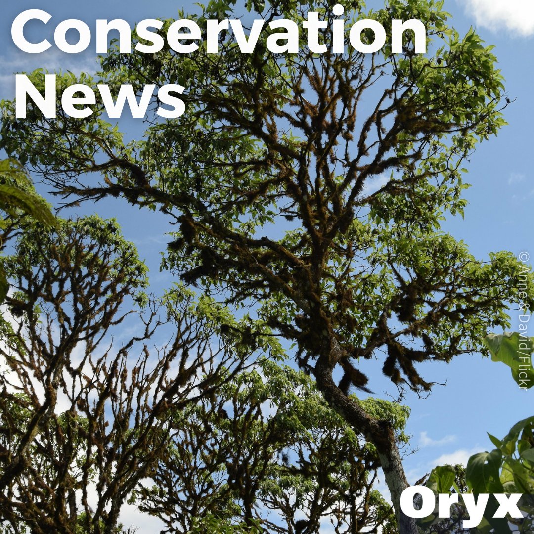 Of 1,075 daisy trees recorded on Isabela Island, Galapagos, in 2002, only 17 remained in 2019. Read Jäger et al.'s Conservation News to find out how intense conservation efforts are saving this Endangered giant daisy tree from the brink of extinction 🌳 doi.org/mtqj