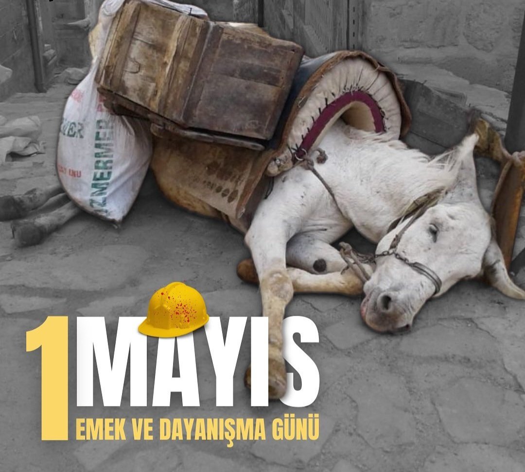 Bugün köle gibi kullanılan, emekleri sömürülen, ölene dek çalıştırılan emekçi hayvanları da unutmayalım!
#1Mayıs
#HayvanHaklarıAnayasaya