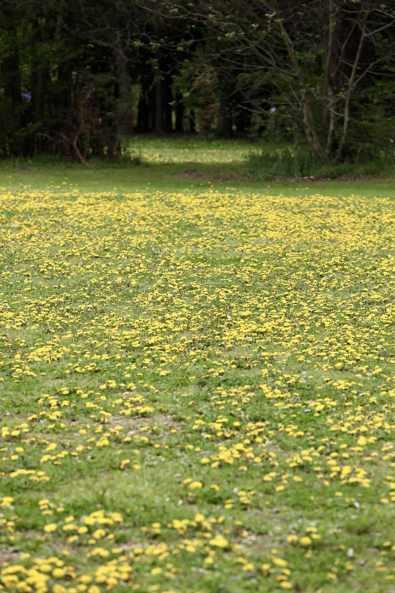 たんぽぽ
一面に咲くたんぽぽで黄色い絨毯

#Canon
#canonphotography