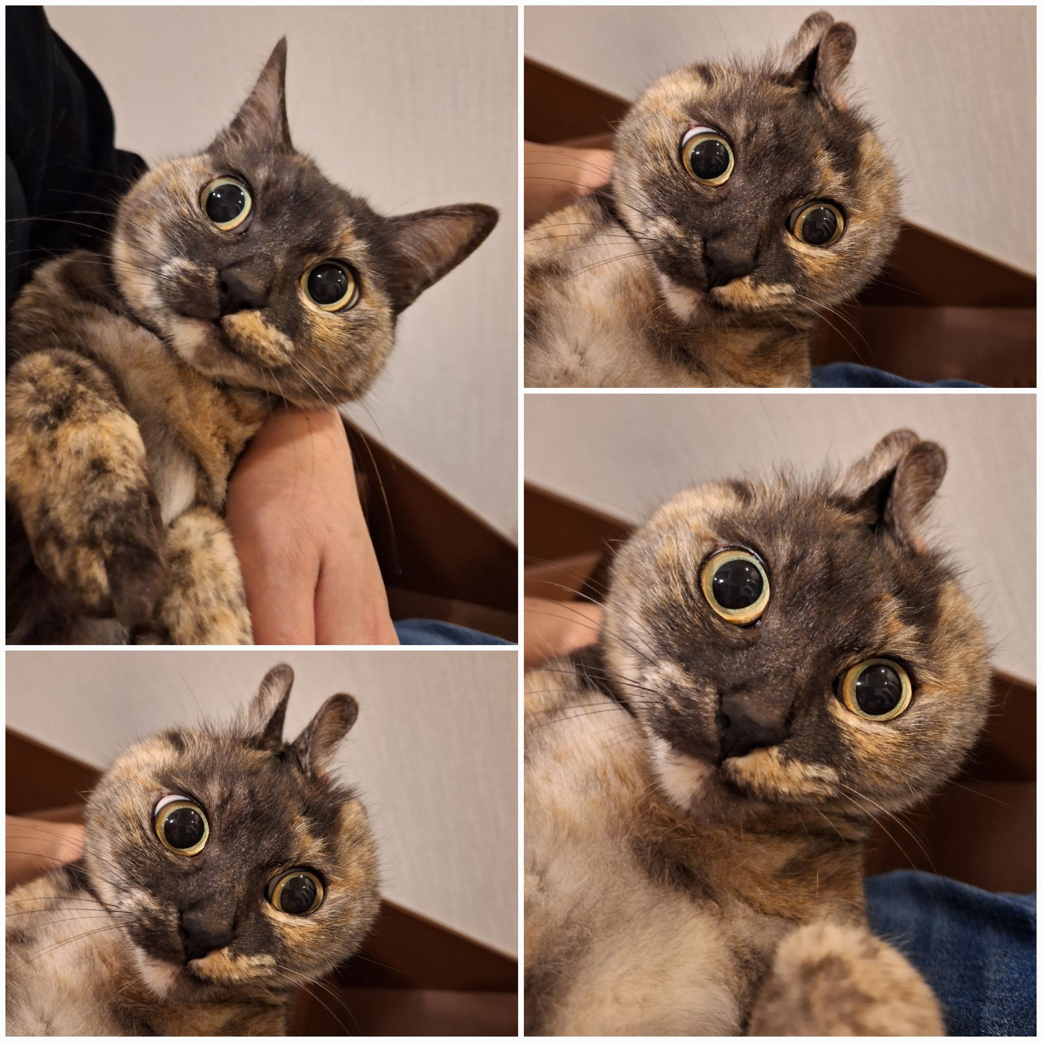 みゃ様　③オレンジ　おてて前　お顔付き　ねこ耳に変更 Amazon.co.jp: [Schicksal.]コスプレ小物 猫耳 3色タイプ ねこ耳