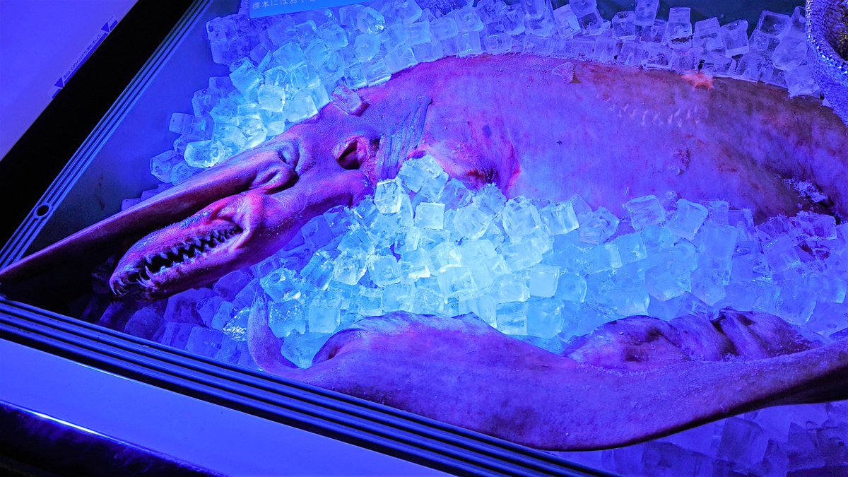 【仙台うみの杜水族館】
5/2（木）～5/6（月・祝）の期間、１階 親潮ギャラリーにて、深海の悪魔「ミツクリザメ」の冷凍標本を展示します！
このミツクリザメは4/28（日）に女川沖で捕獲され、漁業関係者より寄贈していただきました。

２ｍを超える大きさで迫力満点です🤩
＃s_uminomori