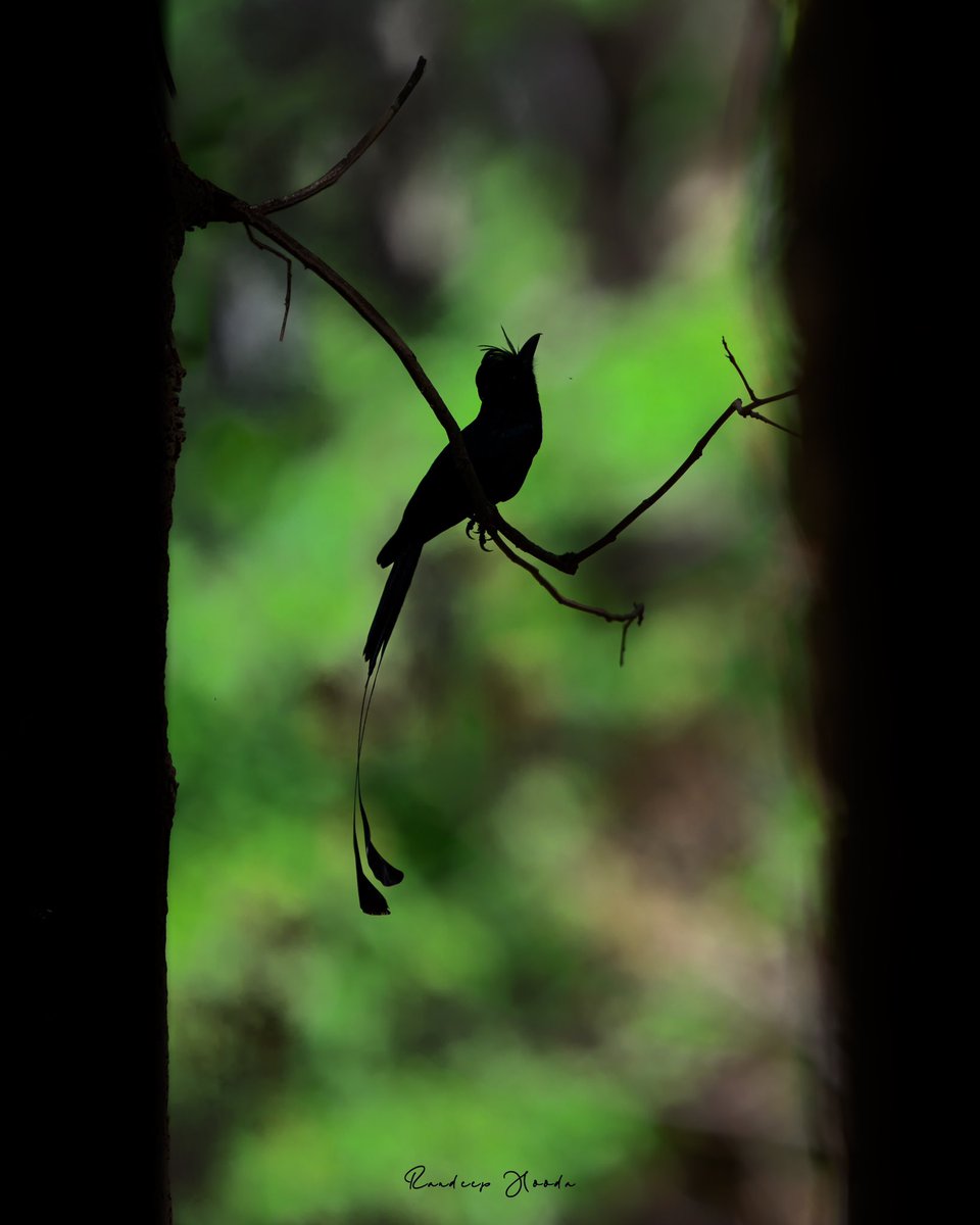 The Master Of Mimicry, Greater racket-tailed Drongo 🐦‍⬛ #wildwednesday #JungleeHooda #WildRandeep #wildlifephotography #Drongo #birdphotography #RacketTailedDrongo #wildlife #Nikon #NikonIndia #NikonIndiaOfficial #NikonAsia #NikonZseries Shot on #NikonZ9