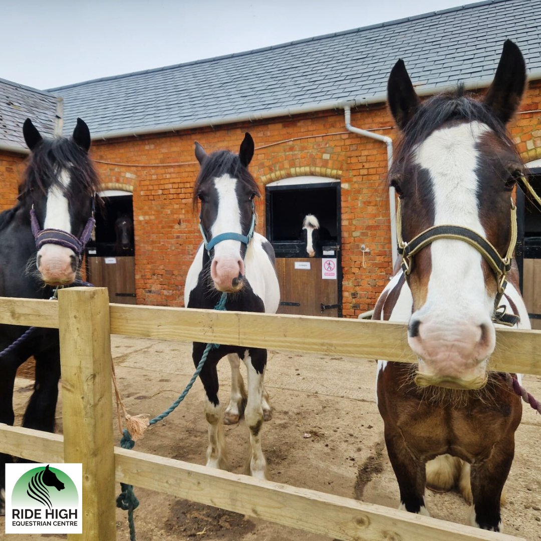 Some of our boys, snapped chilling on the yard earlier this morning ❤
L-R:  Seamus, Buster (hiding at the back!), Max, Gunner and Mouse!
#lovehorses