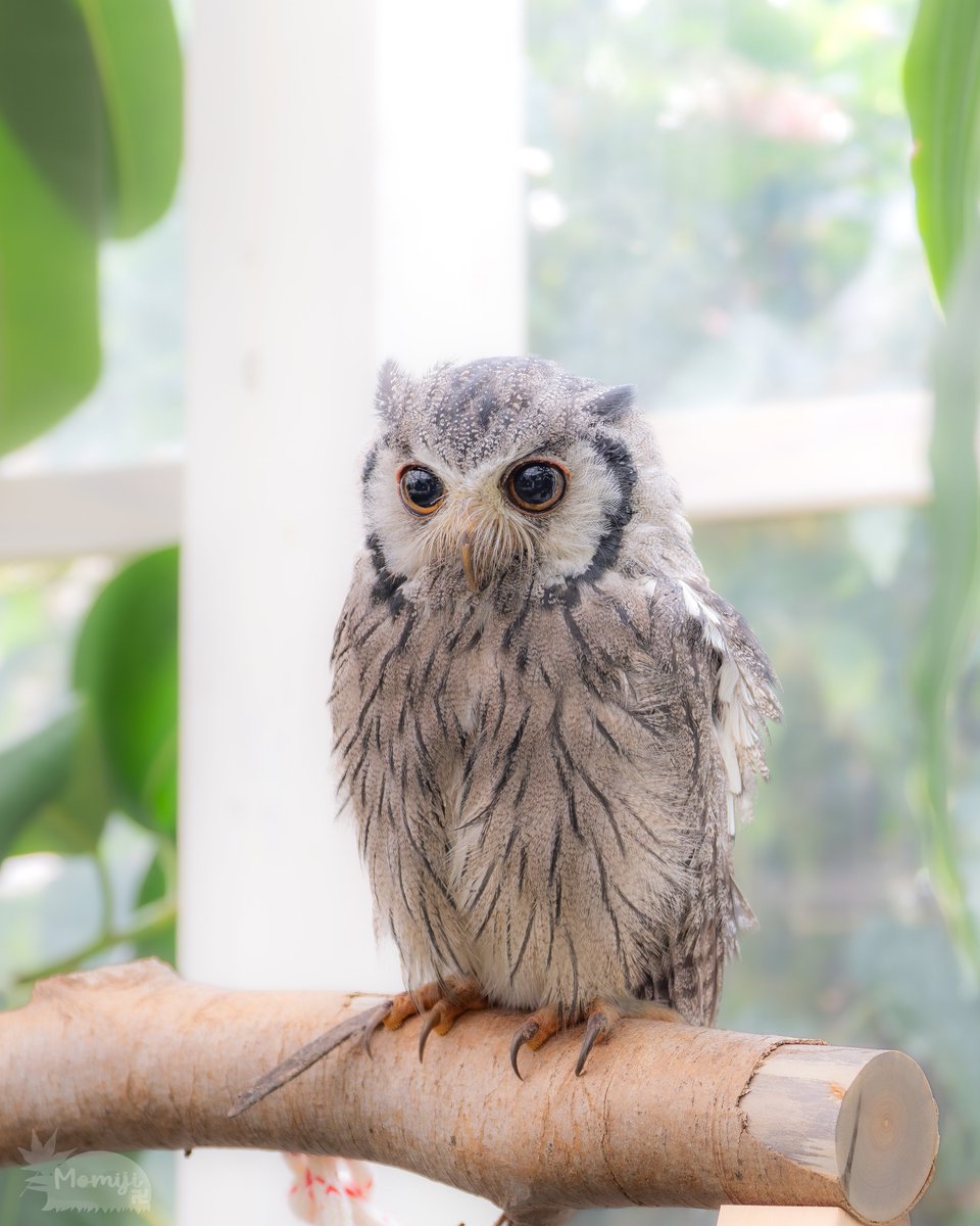 おめめクリクリが超カワイイ アフリカオオコノハズク🦉 #松江フォーゲルパーク