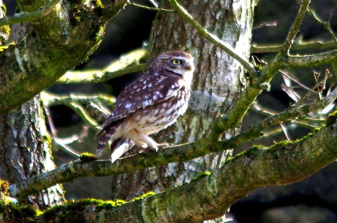 One of the joys of wifi on you camera just shot this little owl . It's back after a very long vacation.mike it's flew into the meadow opposite @mikesaltsman194 #derbyshire#wildlife#littleowl