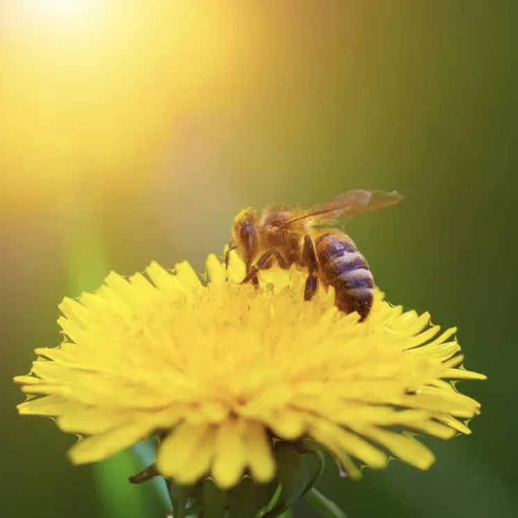 You might be tempted to pull your dandelions, or worse - spray them with pesticides. Please don’t! 💛🐝

#hisdaughtershop #middlefieldOH #Geauga #geaugacounty #Ohio #spring #dandelions #savethebees #nopesticides #allnatural