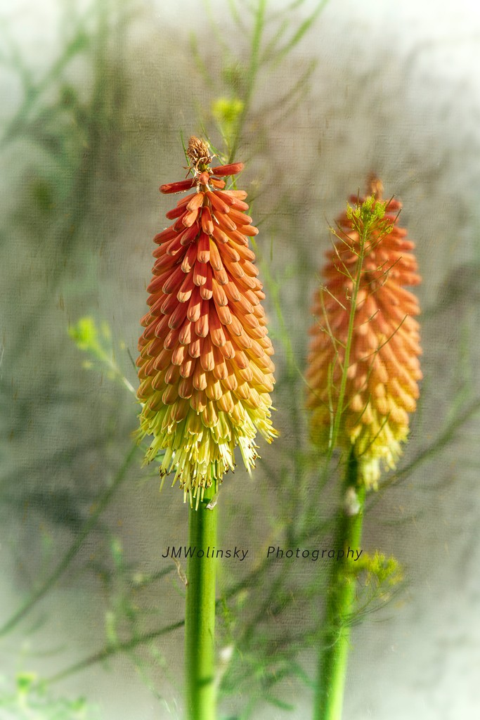 #KNIPHOFIA-#REDHOTPOKER -also known as a torch plant.This plant loves full sun, hot, dry temperatures.#Hummingbirds, #butterflies and #bees love these beautiful #flowers, stopping multiple times during the day to taste it’s nectar. I have several planted in my backyard #gardens.