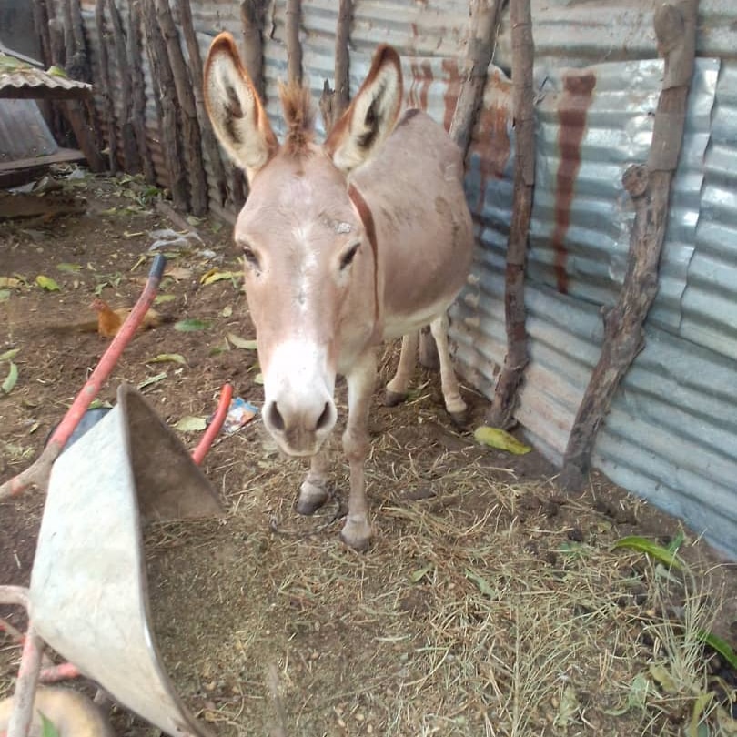 hope and love for Jesus Christ ✝️✝️✡️ (@ebexjallow42928) on Twitter photo 