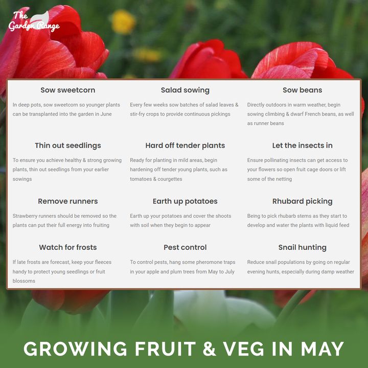 May Gardening Tasks 🌱📝

Spring is in full swing &amp; with it much needed warm weather! But don’t expect warmth all month, as the saying goes “Don’t cast a clout until May is out”

See May's gardening tasks here ⏩
thegardenrange.co.uk/blog/gardening…

#home #garden #gardens #gardening #growing