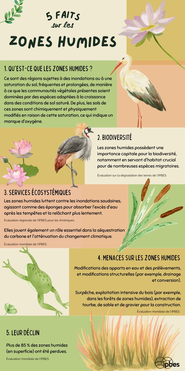 ipbesfr's tweet photo. 🌿🌊Les zones humides, essentielles pour les services écosystémiques, luttent contre les inondations &amp; soutiennent une riche #biodiversité.🦆

Mais elles disparaissent rapidement : plus de 85% ont déjà été perdues.🐸

📷Découvrez 5 faits clés avec l'infographie de l'@IPBES⬇️ https://t.co/obxkADB8Qs