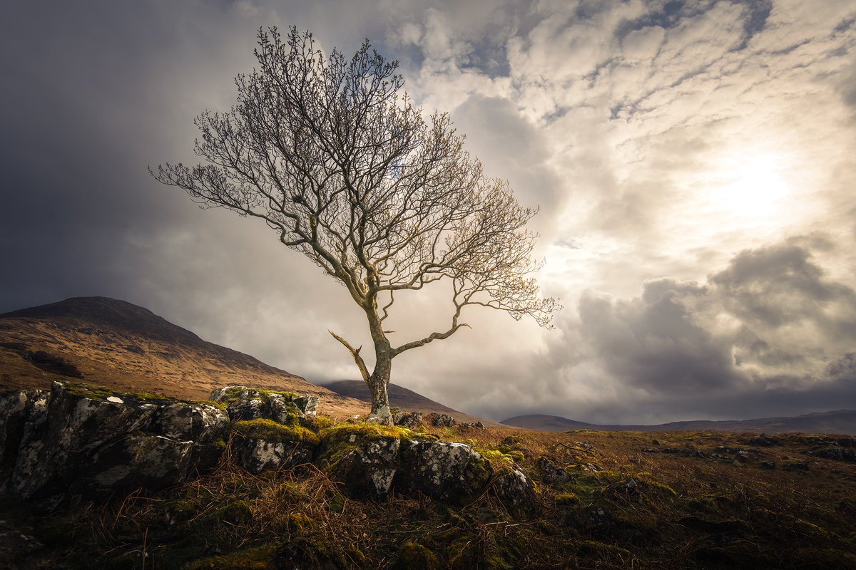 Scarisdale tree, Isle of Mull #Scotland #IsleofMull #Argyll damianshields.com