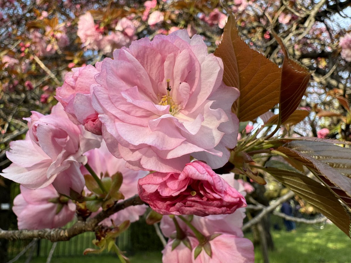 これは小金井公園で見かけた「関山」という桜です
八重咲きで、花はやや濃いめのピンク色となっています
海外でも人気がある品種で、八重桜といえば関山を指すことが多いようです
(撮影日:4/13)