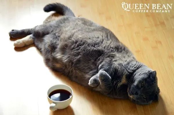 You can not have my TheQueenBean.com #coffee! Don't try and intimidate me, you are not that big and I am not scared at all.... FT15 gets you 15% off your first pound whole bean or ground order! #FatCat #CatsOfTwitter #catlovers #coffeelovers