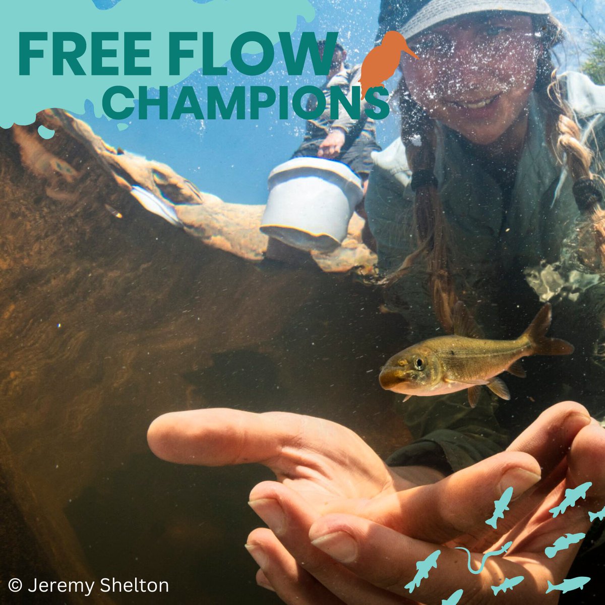 🏆Meet the Free Flow Champion: Jeremy Shelton from Freshwater Research Center!

Based in South Africa, @freshwatersa initiated Africa’s largest freshwater fish rescue effort aimed at saving the Clanwilliam sandfish.

➡️Read the full interview at worldfishmigrationfoundation.com/meet-the-free-…