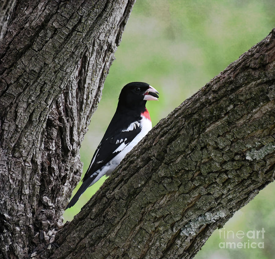 “Abundance is not what you hold in your hand. Rather, it's what you have in your heart.' ― Craig D. Lounsbrough - ow.ly/rTg350Rsf6K ~ #RoseBreastedGrosbeak #Birds ~ ow.ly/BPgQ50Rsf6I ~ #NewRiverNature #BirdWatching