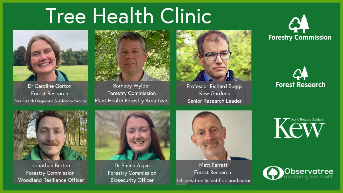 If you own or manage a woodland, join us here on X from 12 to 2pm on Thursday 9 May for our live Tree Health Clinic Q&A. It's a unique chance to put your queries directly to our panel of experts as part of #PlantHealthWeek. @kewgardens @Forest_Research #Observatree