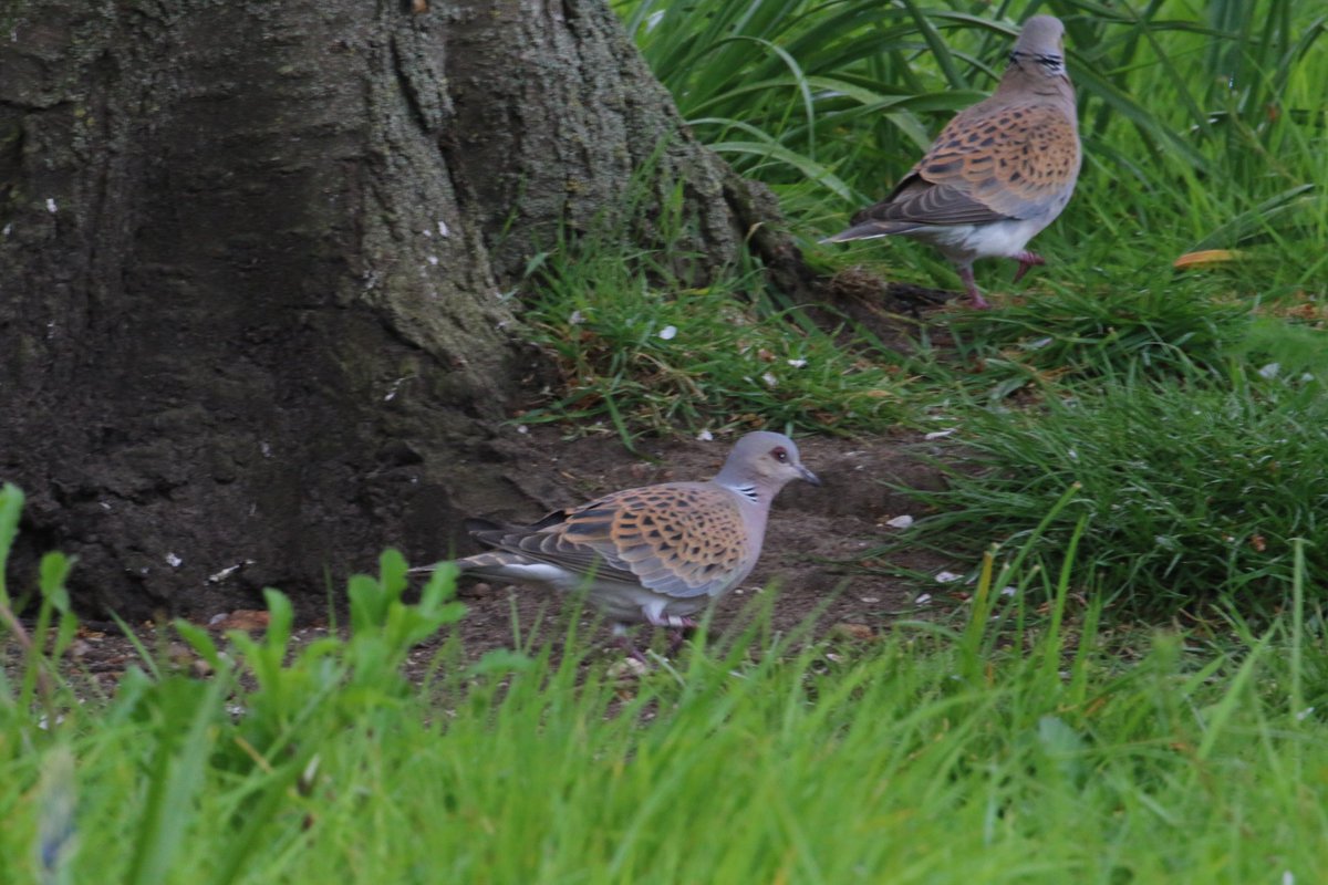 Sooo delighted to see a #TurtleDove fly right past me in the garden on this #MayDay morning especially as we had none last year! ☹️Too quick for a photo so here’s one from an earlier year. @BlythCluster @SWTWildFarms @mikewporter @NFFNUK @RSPBMinsmere @SaveTurtleDoves