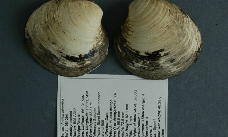 Giant clam species can live for hundreds of years. A quahog ocean clam born around 1499 is the oldest individual ever discovered, proving the longevity of this species 🐚🐚