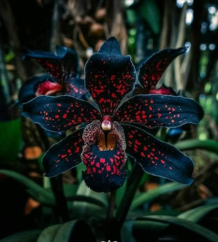 If you like elegance and dark colors, you also like black orchids.