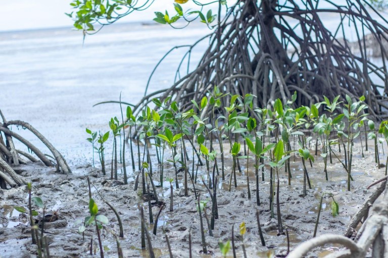 🌱 Creating jobs through mangrove restoration! Discover how @Riyan_Dwi19, and his team are revitalizing local economies through ecosystem restoration efforts in 🇮🇩 Indonesia. Learn more: bit.ly/3y7I2oS #ThinkLandscape @GlobalLF @CIFOR_ICRAF @Y4Nature @GYBN_CBD