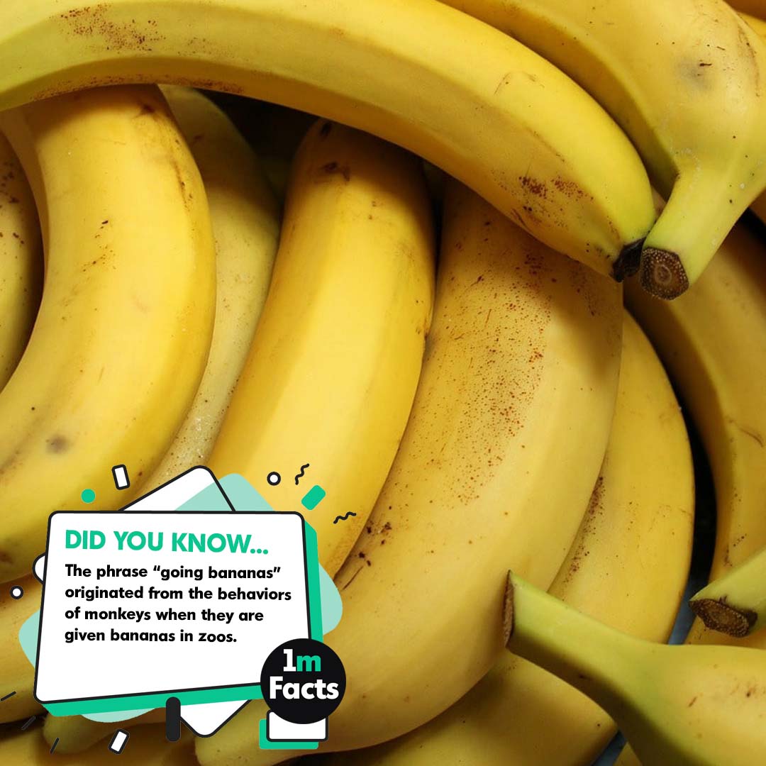 From Bunch to Brunch: 50 Interesting Banana Facts
1mfacts.com/from-bunch-to-…
#BananaBliss #YellowDelight #TropicalTreats #BananaLife #FruitfulBanana #HealthyChoice #SweetBanana #GoBananas #PotassiumPower #BananaLove