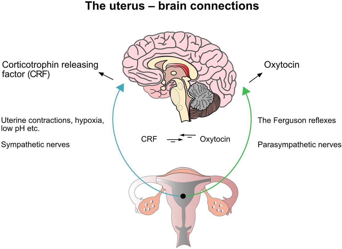 AJOG Expert Review in Labor:  The physiology and pharmacology of oxytocin in labor and in the peripartum - Nervous connections between the uterus and the brain ow.ly/2PBj50RtjYi