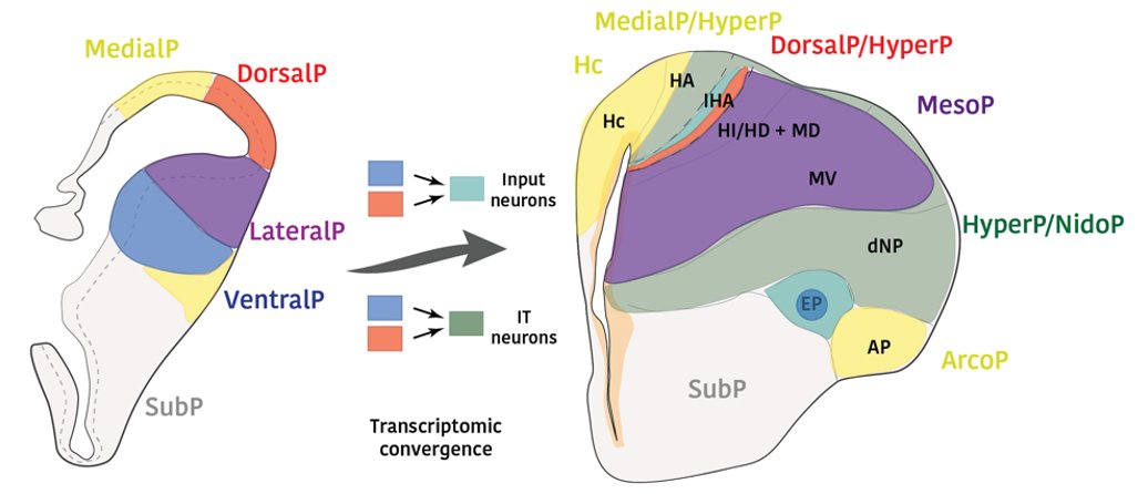 We are delighted to share our new preprint entitled “Developmental origins and evolution of pallial cell types and structures in birds” biorxiv.org/content/10.110…