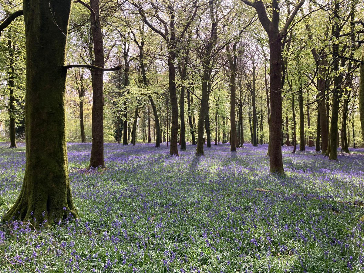 Grovely Wood, Wiltshire, England. 
Bluebells🪻
(And no, I'm not there!