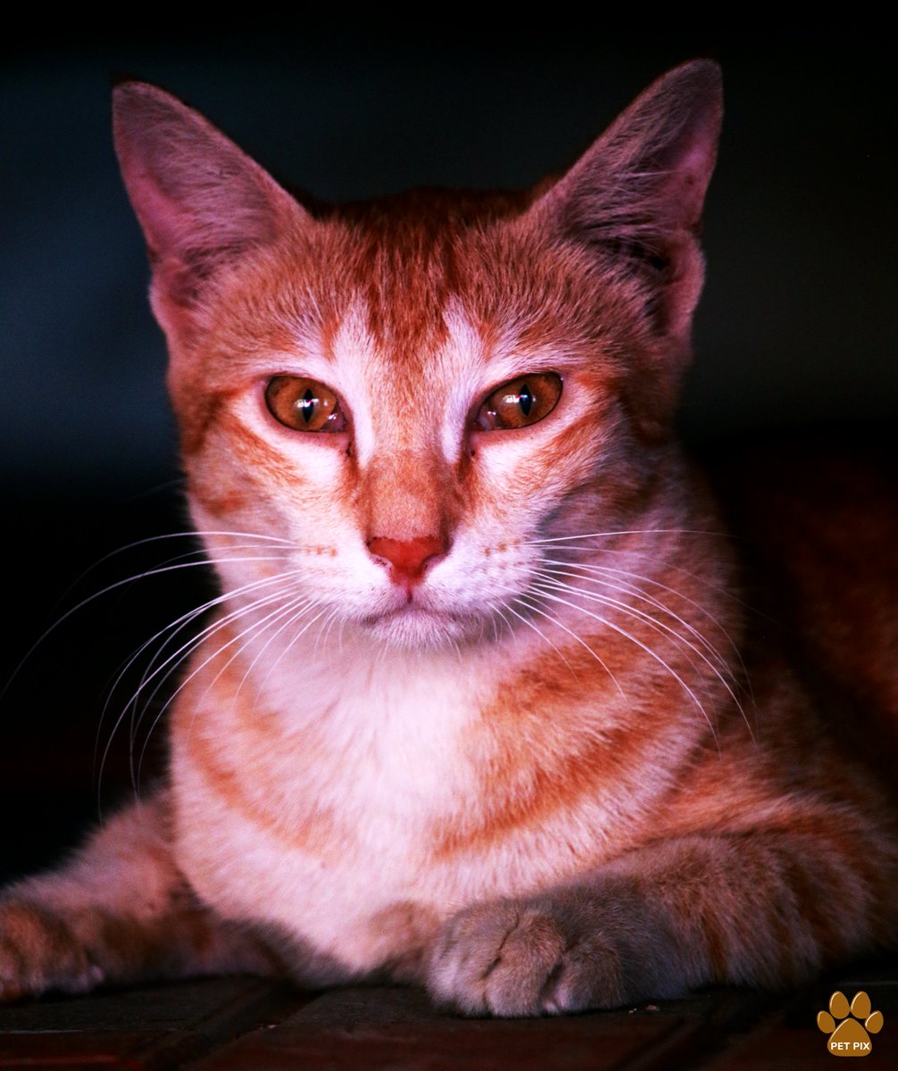 🐱 മീശക്കാരൻ 

Caught my whiskered buddy striking a pose! #CatModel' 🐱✨

#PetPixphotography #petphotography  #petphotos #cutepets #petportrait #petloverphotos #photographygoals #petmodel