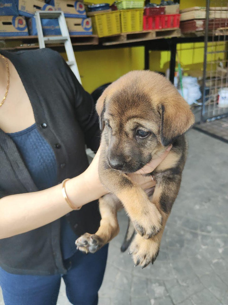 Found 3 pups at storage house batu 22, anyone in Kuching wants? Will bring to Kuching for you.