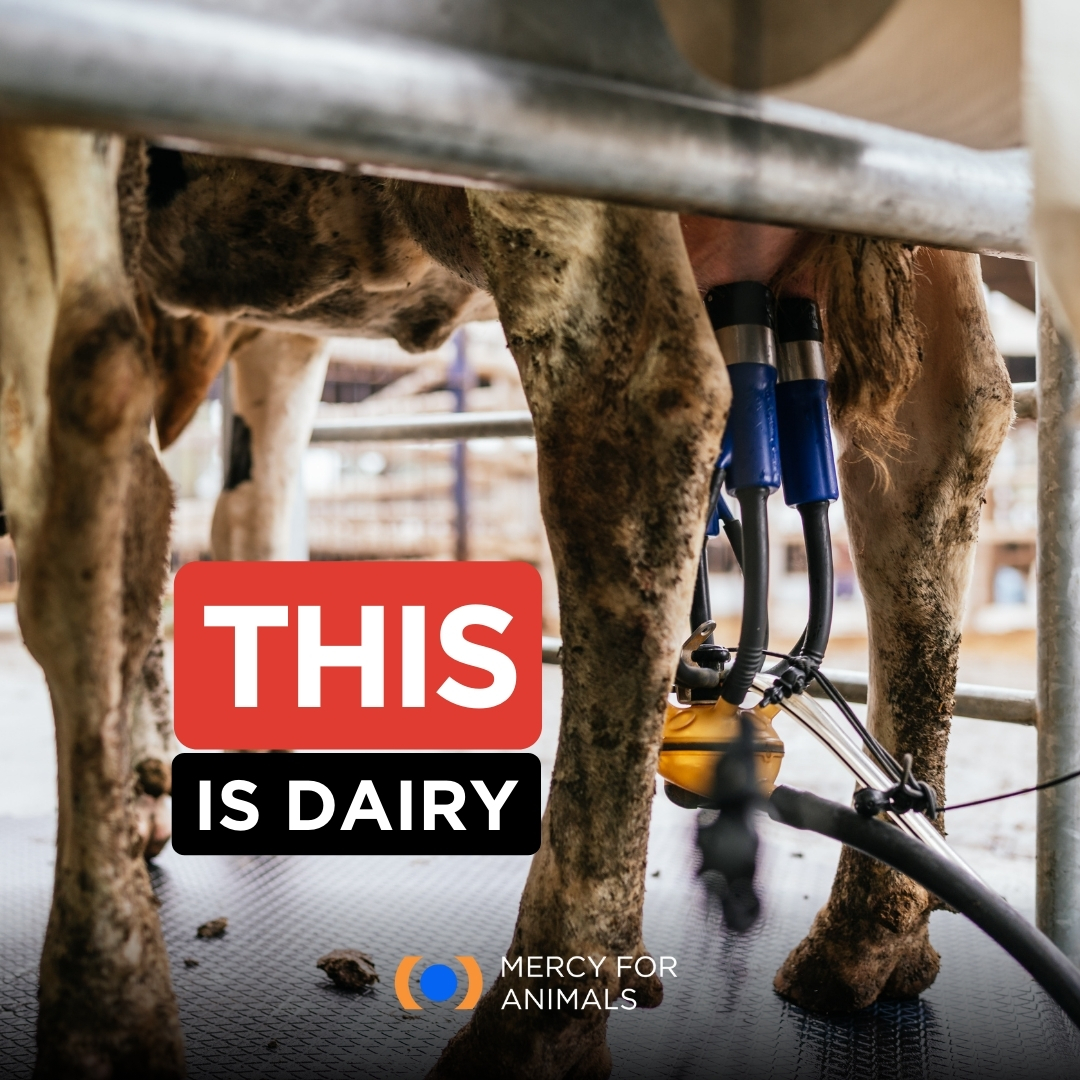 There is nothing natural about humans drinking cow's milk.
#dairyisscary #dairyfree #stopfactoryfarming #mercyforanimals #saveanimals #animalrights