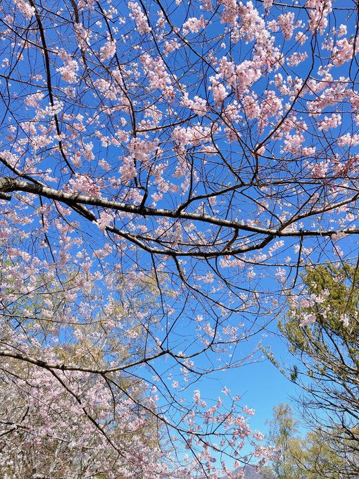 「桜 誰もいない」のTwitter画像/イラスト(新着)
