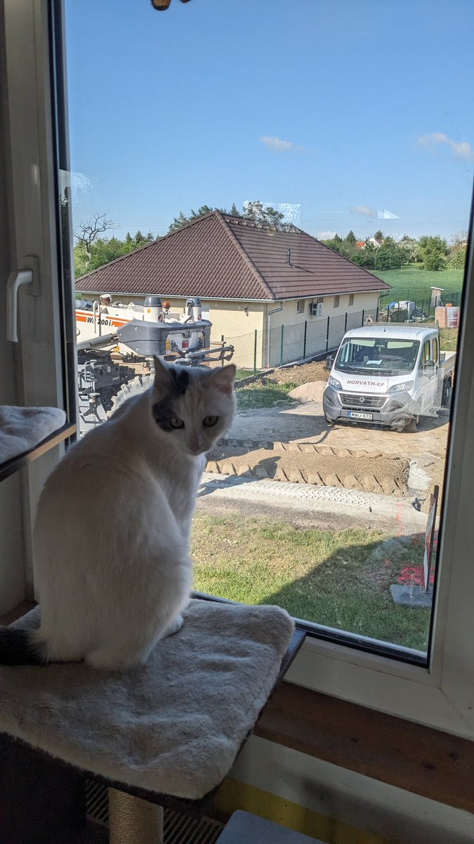 csigacica's tweet photo. Friends, Oszkár had a minor stroke this morning. Human took him to the emergency vet. He'll have three days of treatment to see if he'll be better. Please keep him in your thoughts. Thank you. 🐌 https://t.co/nGIXq0rPqR