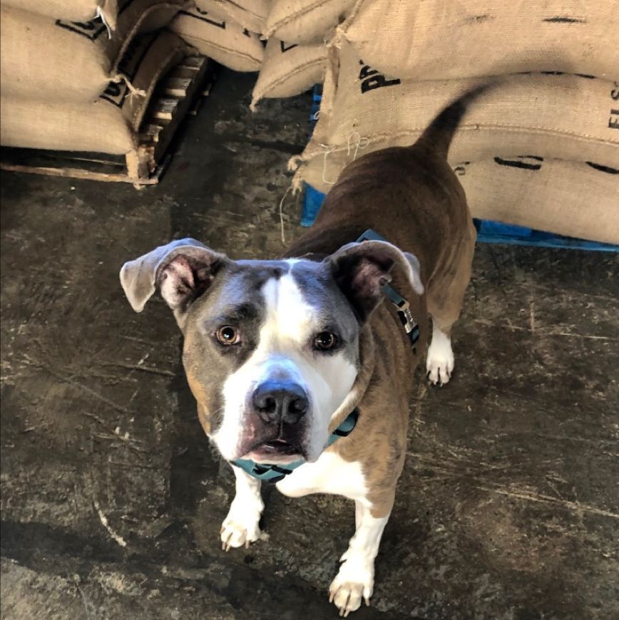 Happy May! Sip, save, and support a pitbull rescue this month when you purchase a Charlie's Cluster Fudge (which is also 20% off). This delicious #coffee is a smooth and creamy mix of chocolate, caramel, nut, and nougat. Learn more here: buff.ly/2LgRlF6 #thequeenbean