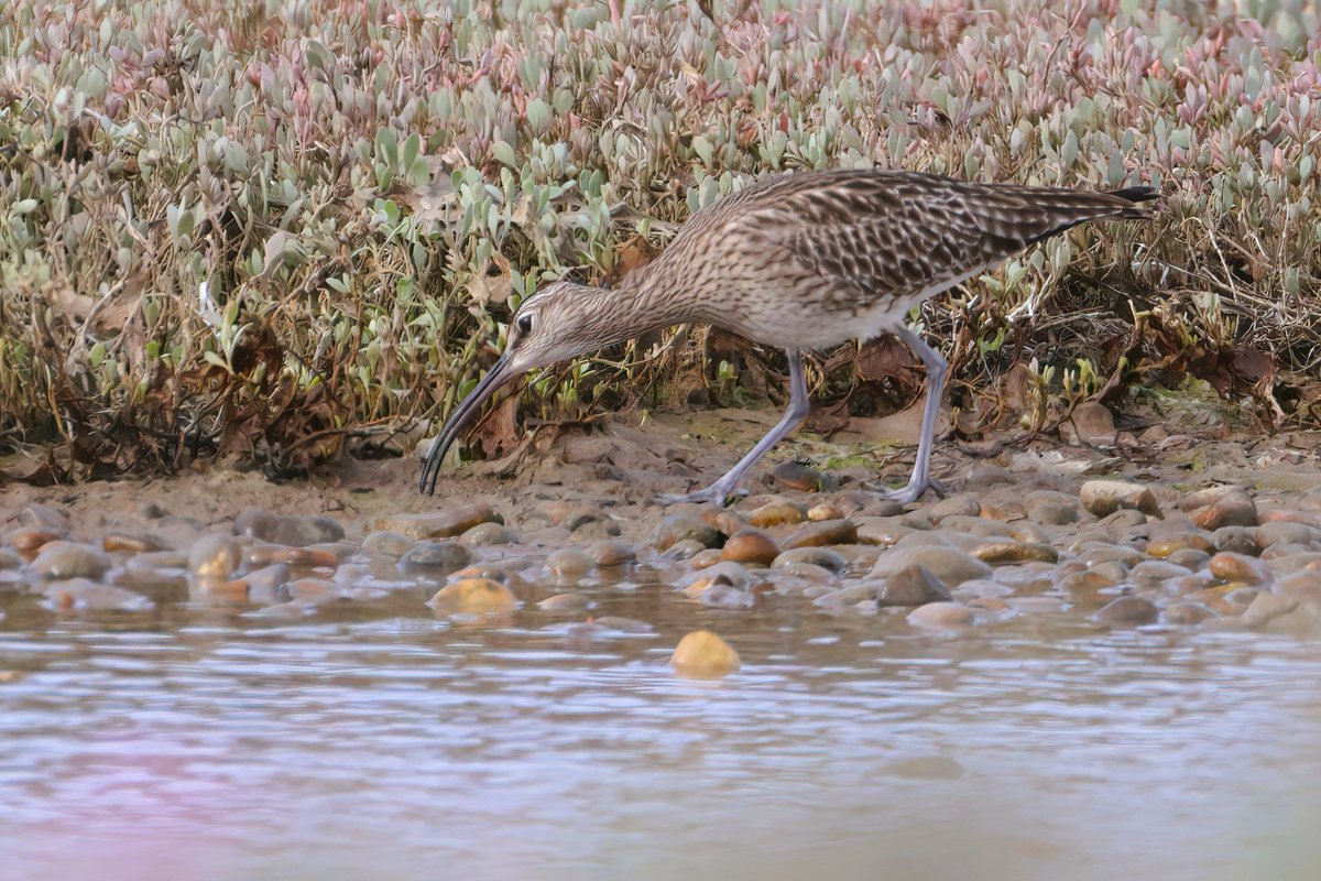 This Whimbrel at Ferrybridge took a stroll along the pools at the end of the car park on Monday morning ...