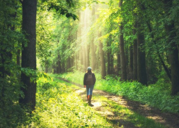 🌳Shinrin Yoku = Orman Banyosu🌳 🌳'Orman yürüyüşü ilaç gibidir'🌳 🌳 🍀 🌿 🌳 🍀 🌿 🌳 🍀 🌿 🌳 Ağaçlar görünmez kimyasallar, kortizol gibi stres hormonlarını azaltan, kan basıncını düşüren ve bağışıklığı güçlendiren Fitonitler yayar. Phytoncides, bitkilerin