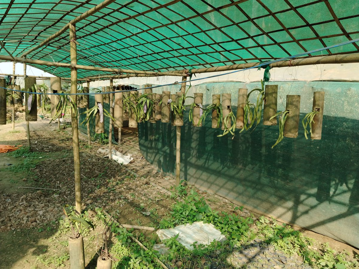 A orchid nursery. These orchids are in high demand among Bihu dancers.