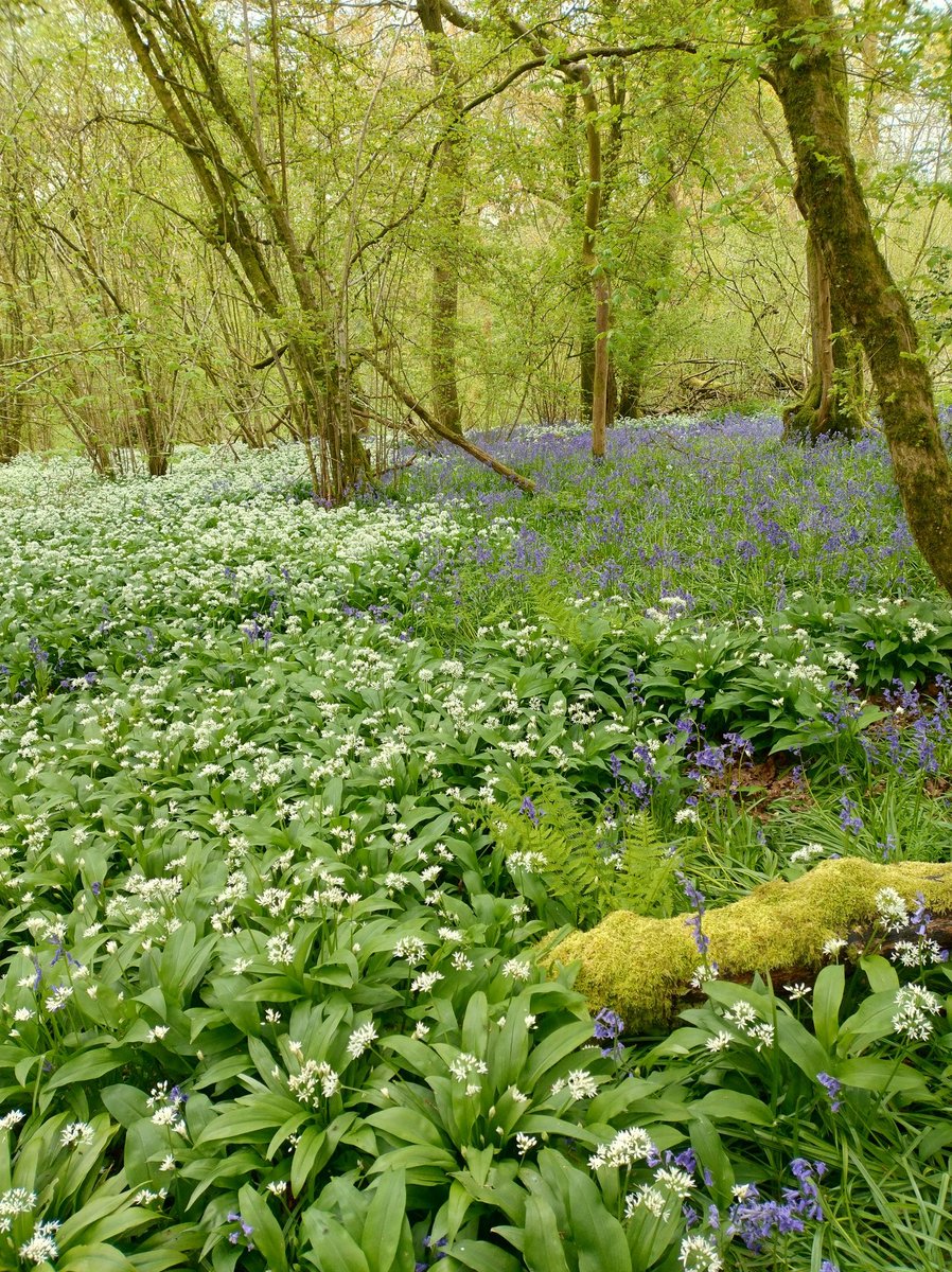 PaulTubb1's tweet photo. Graham Bathe drew my attention to the mutual exclusively of wild garlic and bluebell patches in ancient woodland.  This is in Gopher Wood, Wiltshire; does it indicate chemical traces of earlier land use? The wood sits on top of prehistoric field systems and settlement https://t.co/z8A46yRxyt