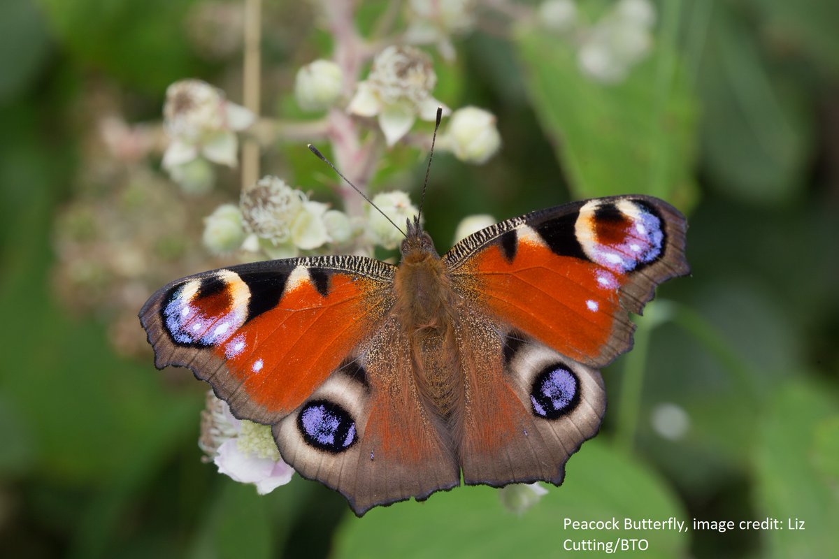 (1/2) It’s 1 May, which means that the Wider Countryside Butterfly Survey (@WCBSLive) season has officially begun! Breeding Bird Survey volunteers can make optional, additional visits to their squares to survey butterflies, odonata and a range of other invertebrates.